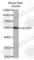 C-X3-C Motif Chemokine Receptor 1 antibody, A2890, ABclonal Technology, Western Blot image 