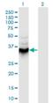Annexin A9 antibody, H00008416-M08, Novus Biologicals, Western Blot image 