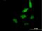 Ephrin B2 antibody, H00001998-B01P, Novus Biologicals, Immunofluorescence image 