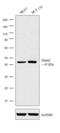 TRNA Aspartic Acid Methyltransferase 1 antibody, MA5-16197, Invitrogen Antibodies, Western Blot image 