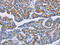 BCL2 Related Protein A1 antibody, CSB-PA561279, Cusabio, Immunohistochemistry paraffin image 