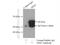 SIM BHLH Transcription Factor 2 antibody, 21069-1-AP, Proteintech Group, Immunoprecipitation image 