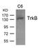 BDNF/NT-3 growth factors receptor antibody, A01388-1, Boster Biological Technology, Western Blot image 