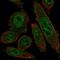 Homeobox protein Nkx-2.8 antibody, HPA062879, Atlas Antibodies, Immunofluorescence image 