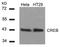 CAMP Responsive Element Binding Protein 1 antibody, 79-391, ProSci, Western Blot image 