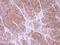 Tropomyosin 2 antibody, PA5-22012, Invitrogen Antibodies, Immunohistochemistry frozen image 