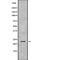 RAB43, Member RAS Oncogene Family antibody, PA5-68306, Invitrogen Antibodies, Western Blot image 