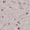 Leucine Rich Adaptor Protein 1 antibody, HPA030060, Atlas Antibodies, Immunohistochemistry frozen image 