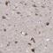 Leucine Rich Adaptor Protein 1 antibody, HPA030060, Atlas Antibodies, Immunohistochemistry frozen image 