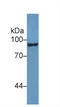 Endoglin antibody, LS-C293745, Lifespan Biosciences, Western Blot image 