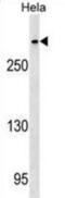 Centromere Protein E antibody, abx029923, Abbexa, Western Blot image 