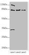 Heat Shock Protein 90 Alpha Family Class B Member 1 antibody, A50001-100, Epigentek, Western Blot image 