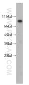 Tigger Transposable Element Derived 5 antibody, 13644-1-AP, Proteintech Group, Western Blot image 