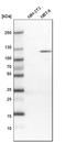 Protein Tyrosine Kinase 2 Beta antibody, HPA026091, Atlas Antibodies, Western Blot image 