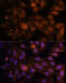 Kinase Insert Domain Receptor antibody, 19-754, ProSci, Immunofluorescence image 