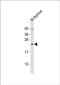 Psf1 antibody, PA5-49424, Invitrogen Antibodies, Western Blot image 