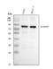 KH-Type Splicing Regulatory Protein antibody, M02770-3, Boster Biological Technology, Western Blot image 