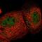 Transmembrane And Coiled-Coil Domain Family 2 antibody, NBP1-93797, Novus Biologicals, Immunofluorescence image 