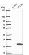 T-cell leukemia/lymphoma protein 1B antibody, NBP2-47608, Novus Biologicals, Western Blot image 