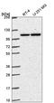 Nucleotide Binding Oligomerization Domain Containing 2 antibody, HPA054494, Atlas Antibodies, Western Blot image 