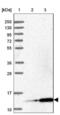 Mitochondrial Ribosomal Protein L51 antibody, NBP1-88567, Novus Biologicals, Western Blot image 