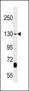 Kinesin Family Member 27 antibody, PA5-49134, Invitrogen Antibodies, Western Blot image 