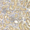 Alpha-PAK antibody, A2554, ABclonal Technology, Immunohistochemistry paraffin image 