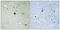 DNA Topoisomerase II Alpha antibody, A00953S1525, Boster Biological Technology, Immunohistochemistry frozen image 