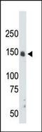 Cyclin Dependent Kinase 12 antibody, PA5-14462, Invitrogen Antibodies, Western Blot image 