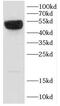 MCP antibody, FNab01485, FineTest, Western Blot image 