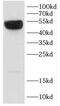 CD46 Molecule antibody, FNab01485, FineTest, Western Blot image 