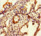 Extracellular sulfatase Sulf-1 antibody, orb45217, Biorbyt, Immunohistochemistry paraffin image 