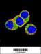 PKB beta antibody, 62-603, ProSci, Immunofluorescence image 