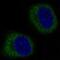 Mitofusin 2 antibody, M00461, Boster Biological Technology, Immunofluorescence image 