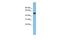 Ganglioside Induced Differentiation Associated Protein 2 antibody, GTX44992, GeneTex, Western Blot image 