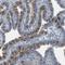 Cilia And Flagella Associated Protein 298 antibody, HPA019055, Atlas Antibodies, Immunohistochemistry frozen image 