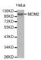 Minichromosome Maintenance Complex Component 2 antibody, abx000733, Abbexa, Western Blot image 
