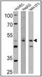 Tryptophan Hydroxylase 1 antibody, PA1-777, Invitrogen Antibodies, Western Blot image 