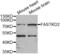 FAST Kinase Domains 2 antibody, abx004579, Abbexa, Western Blot image 