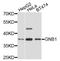 G Protein Subunit Beta 1 antibody, A1867, ABclonal Technology, Western Blot image 