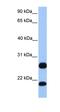 Arginine And Serine Rich Protein 1 antibody, orb325393, Biorbyt, Western Blot image 