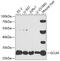 Glutamate-Cysteine Ligase Modifier Subunit antibody, GTX32622, GeneTex, Western Blot image 