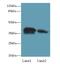 Coiled-Coil Domain Containing 42 antibody, LS-C378597, Lifespan Biosciences, Western Blot image 