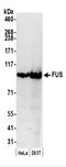 FUS RNA Binding Protein antibody, A300-292A, Bethyl Labs, Immunoprecipitation image 