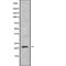 DIRAS Family GTPase 2 antibody, abx149819, Abbexa, Western Blot image 