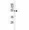 Tubulin Beta 1 Class VI antibody, F41687-0.4ML, NSJ Bioreagents, Western Blot image 