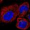 Transmembrane P24 Trafficking Protein 10 antibody, NBP2-47600, Novus Biologicals, Immunofluorescence image 