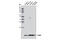 S100 Calcium Binding Protein A1 antibody, 5066S, Cell Signaling Technology, Western Blot image 