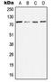 Maternal Embryonic Leucine Zipper Kinase antibody, MBS8212103, MyBioSource, Western Blot image 