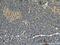 Proline Rich Coiled-Coil 1 antibody, 27887-1-AP, Proteintech Group, Immunohistochemistry paraffin image 